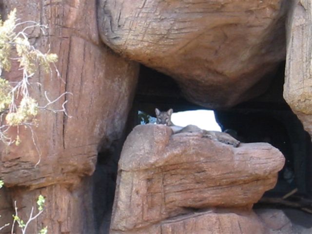 Arizona 010